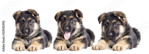 Fototapeta Naklejka Na Ścianę i Meble -  puppy on a white background