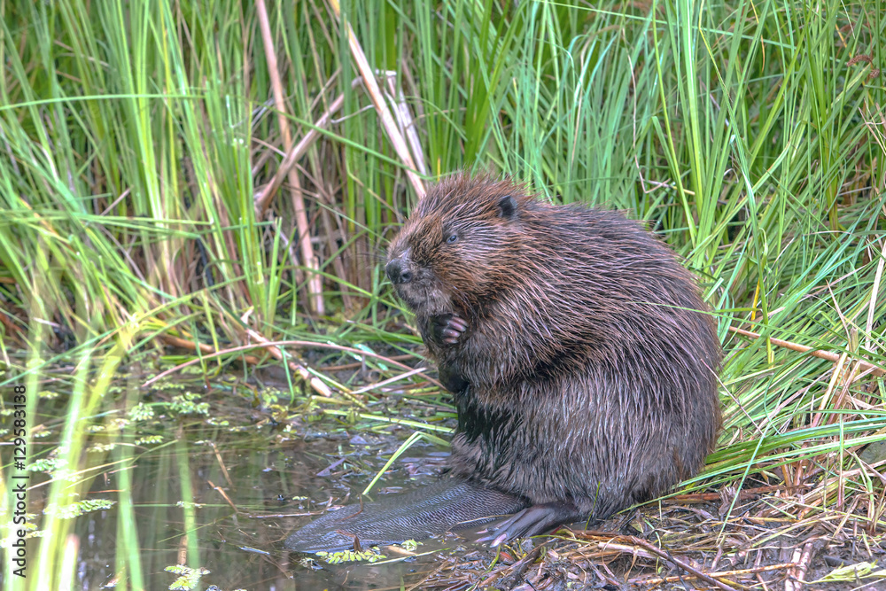 cool fun beaver cool fun beaver