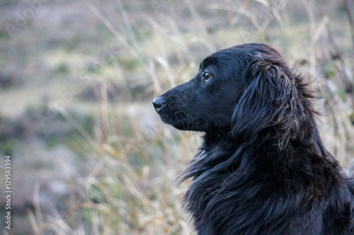 Black dog photo