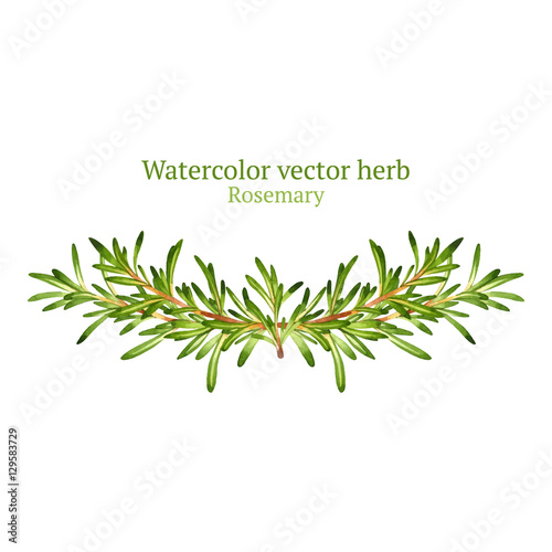 Watercolor vector vignette with rosemary