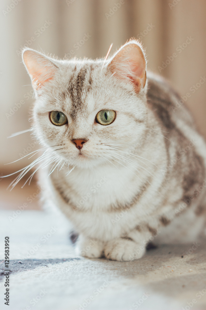 Beautiful cat - Scottish Straight breed is sitting on the floor on a cat carpet.