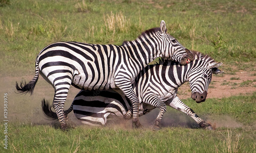Two male zebras engaged in a dramatic fight