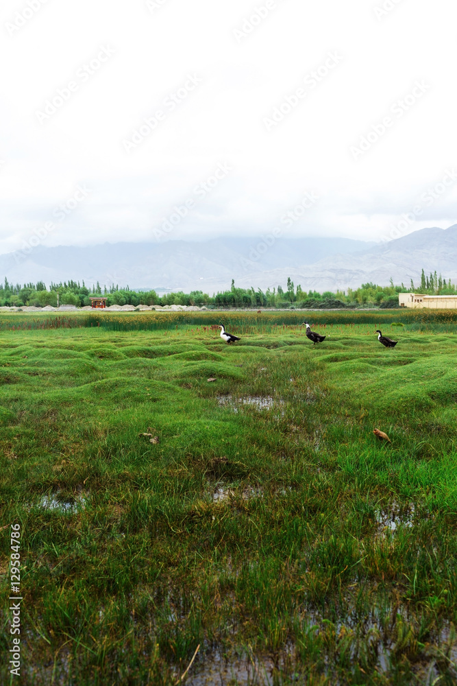Fototapeta premium Animals with natural landscape in Leh Ladakh