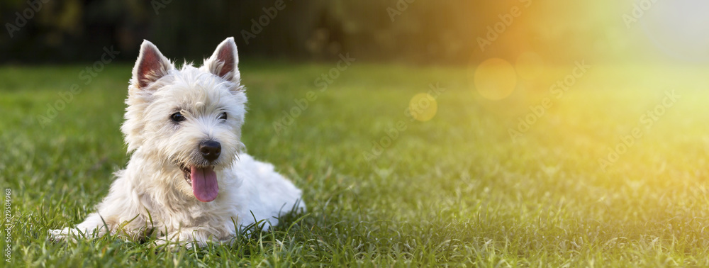 Fototapeta Baner strony internetowej szczeniąt szczęśliwy pies jak leży na trawie