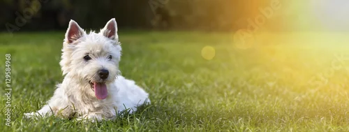 Fototapeta Strona internetowa banner szczęśliwego psa szczeniaka jak leżąc na trawie