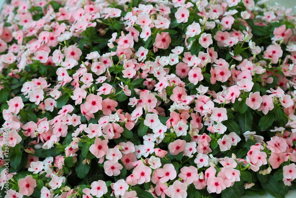 Obraz premium flower