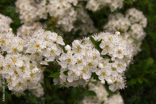 Biancospino (Crataegus monogyna) - ramo fiorito