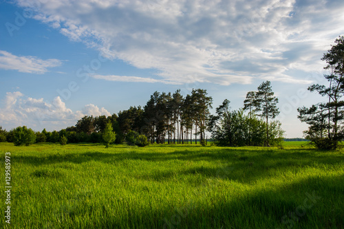 clouds and forest