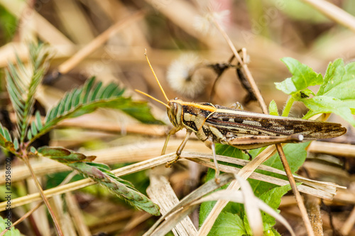 Macro photograph of a brown grasshopper © sanpom