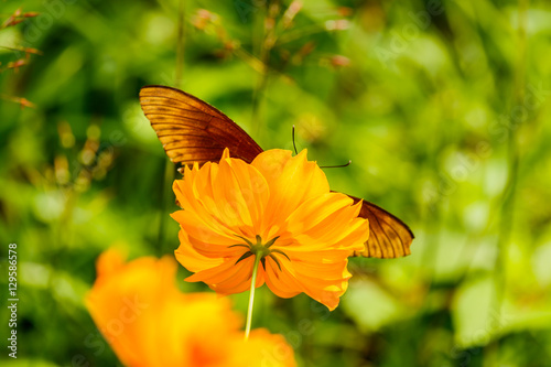 Beautiful Gulf Fritillary butterfly posed on a yellow flower fee