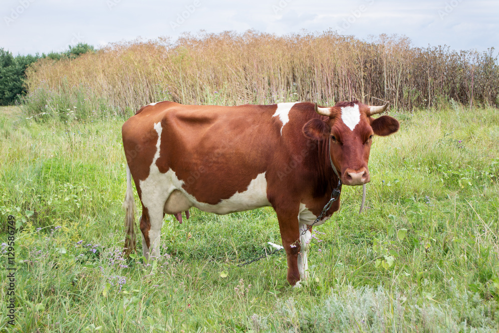 Cow on a summer pasture