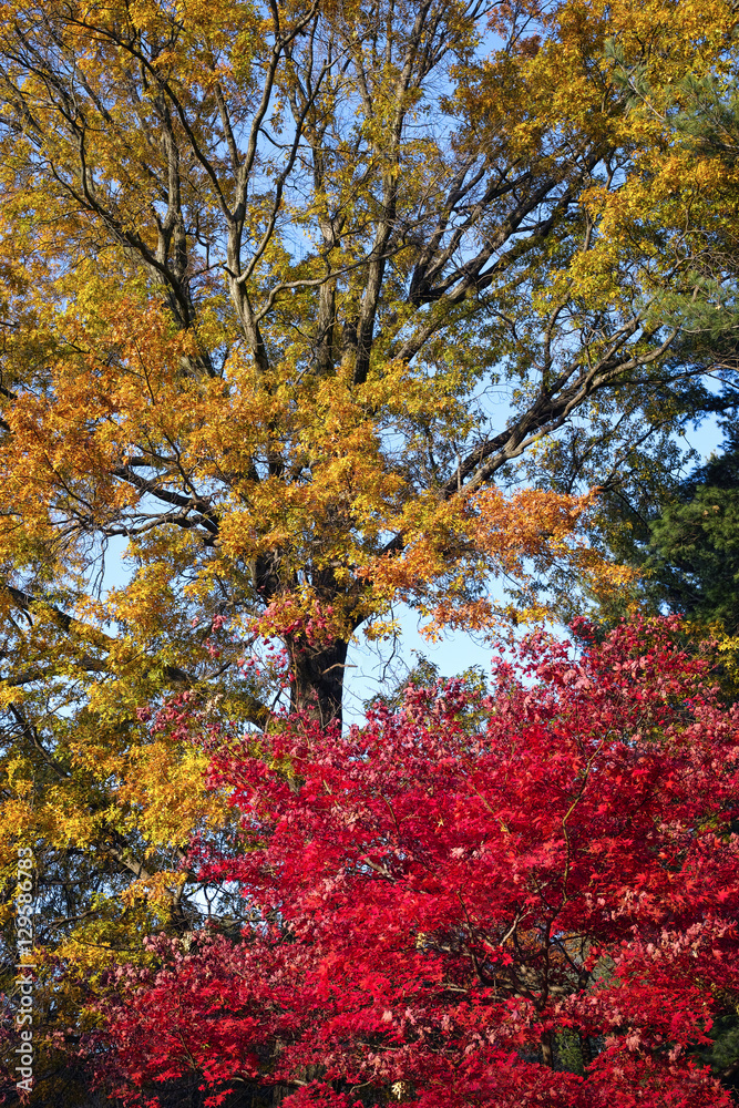 Intensely red tree lit by afternoon autumn sun Intensely red tree lit by afternoon autumn sun