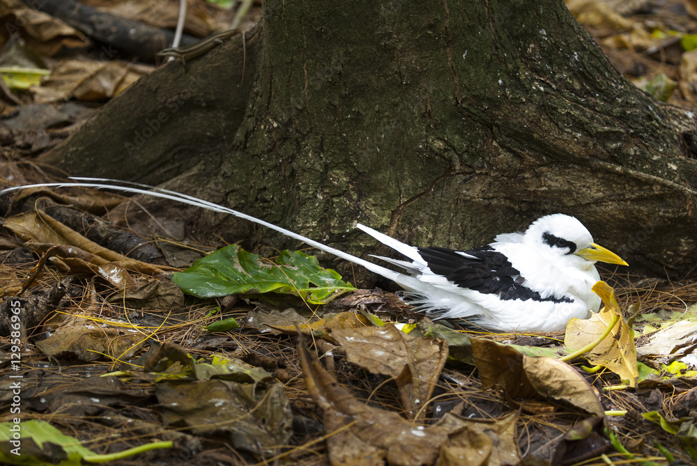 Phaéton à bec jaune, Paille en queue, Phaethon lepturusIles, nid