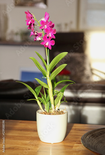 Fototapeta Naklejka Na Ścianę i Meble -  Orchidée Dendrobium