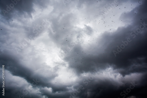 Birds flying in the stormy clouds sky
