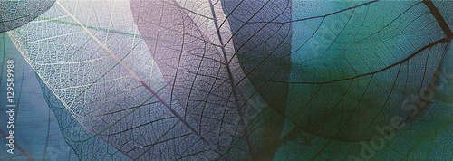 Fotografia, Obraz tile, transparent leaves