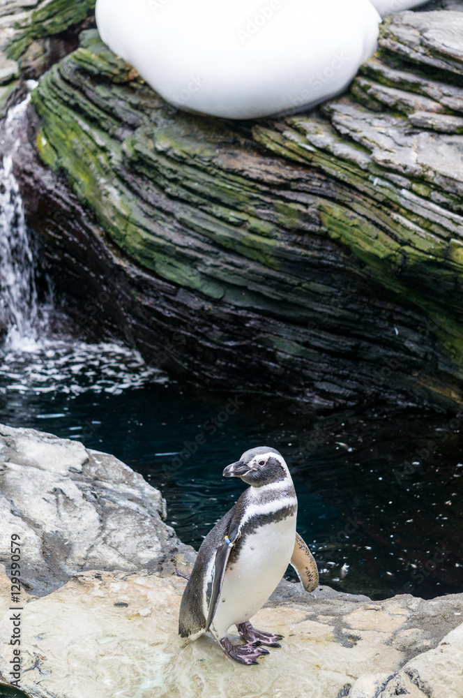 Naklejka premium Lonely penguin