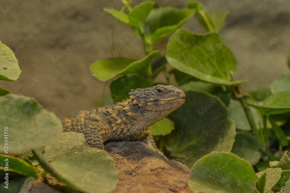 Naklejka premium Leguan auf einen Felsen