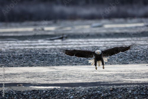 Bald eagle with its wings spread landing on the shore of a river