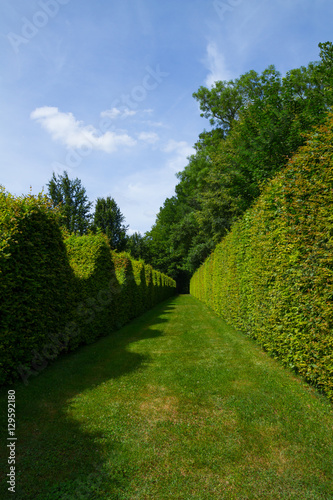 Wall maze of a green bush in Burgundy