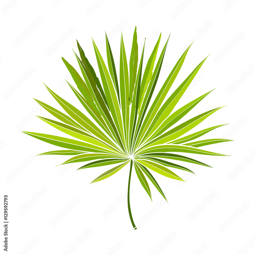 Full fresh fan shaped leaf of palmetto tree, vector illustration isolated on white background. Realistic hand drawing of palmetto palm tree leaf, jungle forest design element