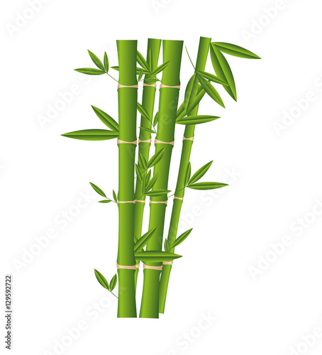 bamboo plant isolated icon vector illustration design