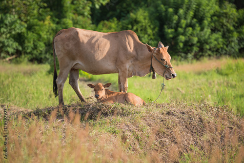 Banteng mother and children front prairie background photo