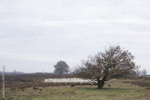 sheeps © Barbara
