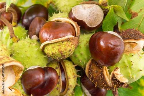 Wild chestnuts on a pile