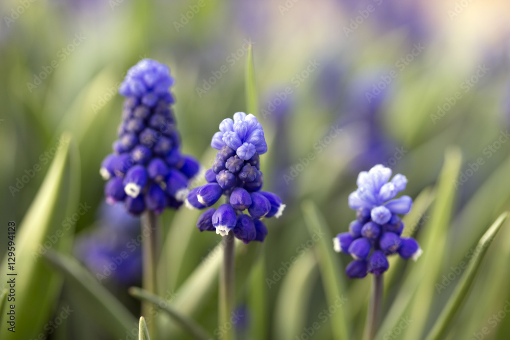 Grape hyacinths in the garden Grape hyacinths in the garden