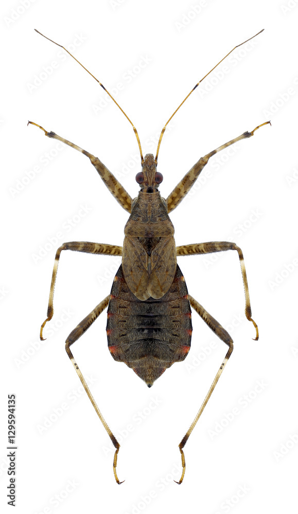 Bug Himacerus apterus on a white background Bug Himacerus apterus on a white background