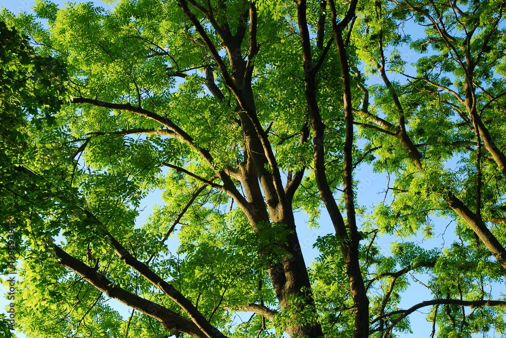 Tree Tree