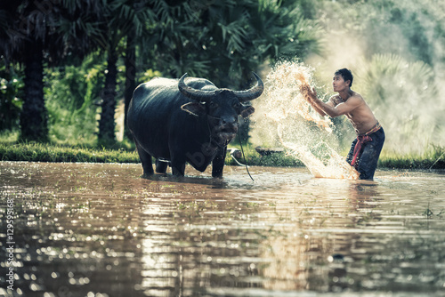 asian farmer with his buffalo