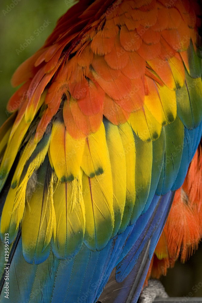 Fototapeta premium Scarlet Macaw Feathers Close Up