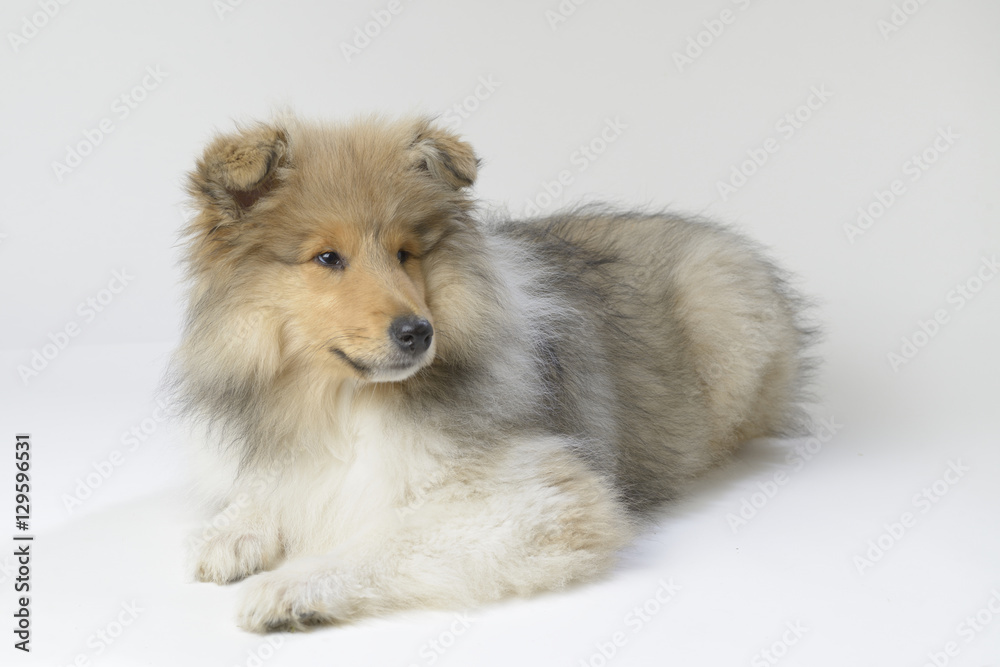Chiot Colley Chiot Colley