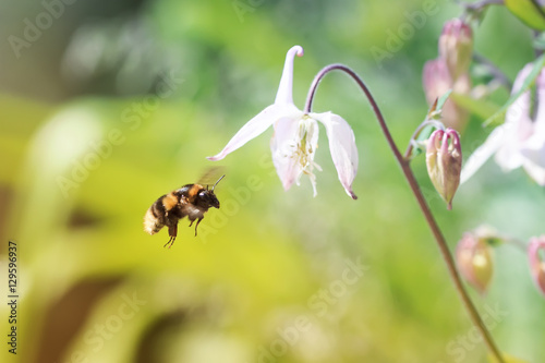 striped bumblebee flies up to pink flower bell