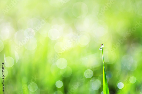 lush green grass is covered with shiny drops of morning dew