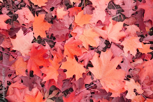 autumn color background