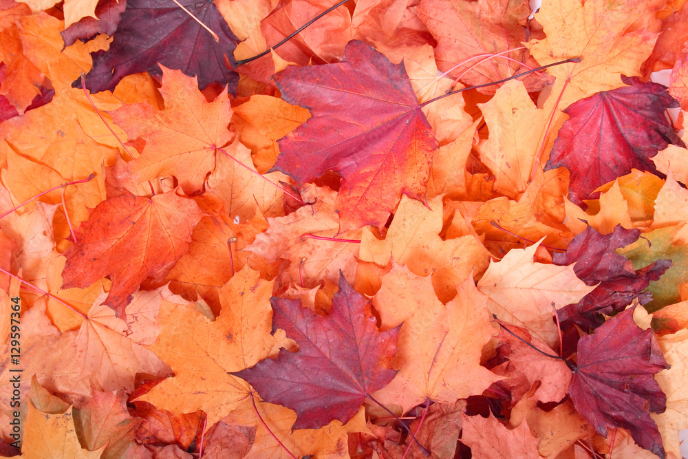 autumn color background