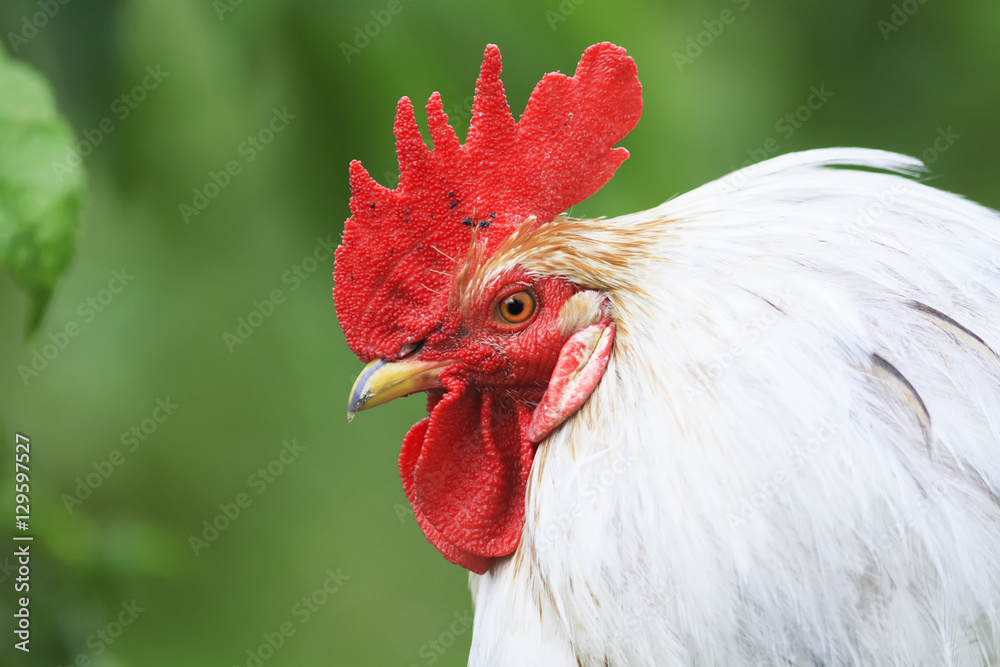 portrait of a beautiful white rooster on a background of green grass