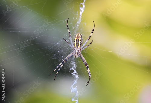 garden-spider sitting on his web on a summer meadow