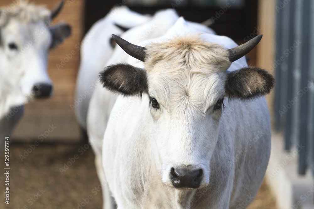gray cow breeds, rare animals,sacred animal gray cow breeds, rare animals,sacred animal