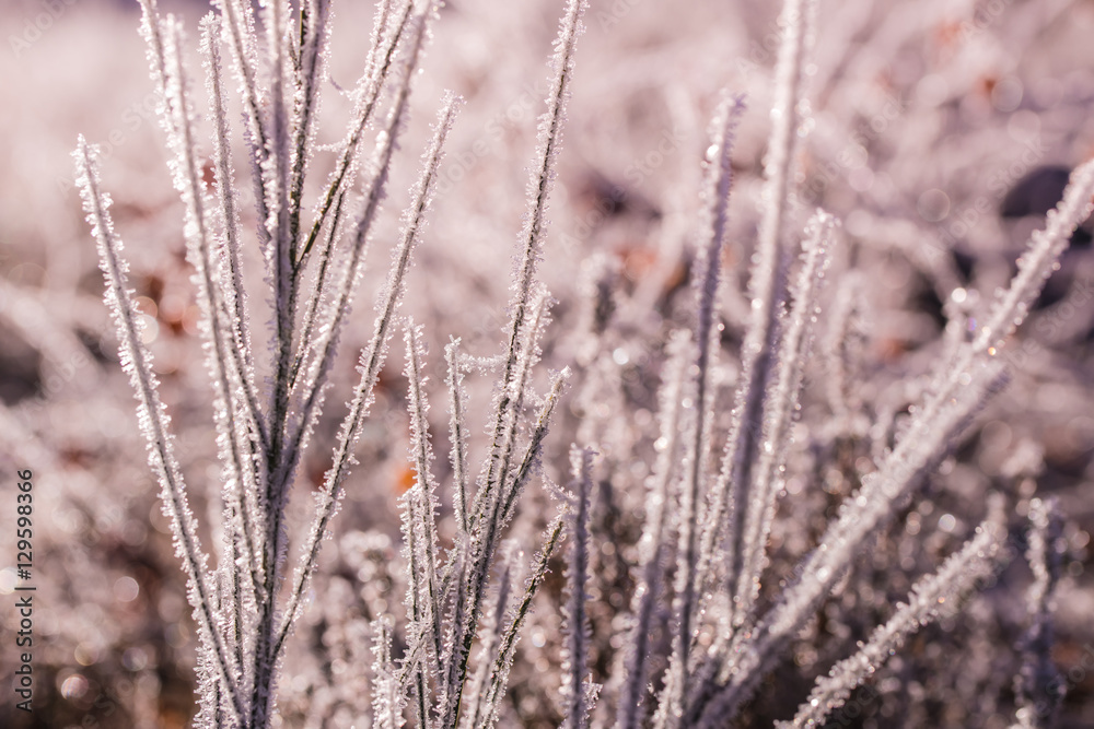 Fototapeta premium Frozen Genista