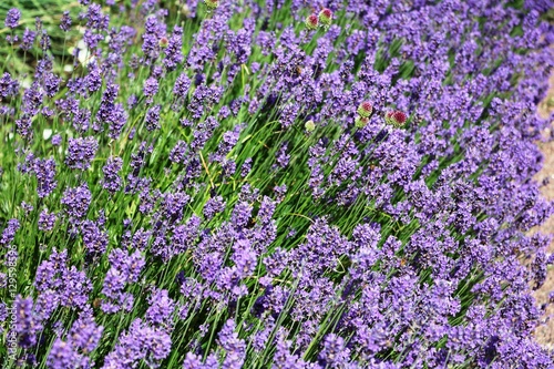 Lavandula angustifolia flowering in public park Trädgårdsföreningen Gothenburg, Sweden 