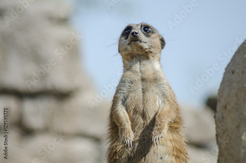 Meerkats on Zoom BioPark in Cumiana, Italy photo