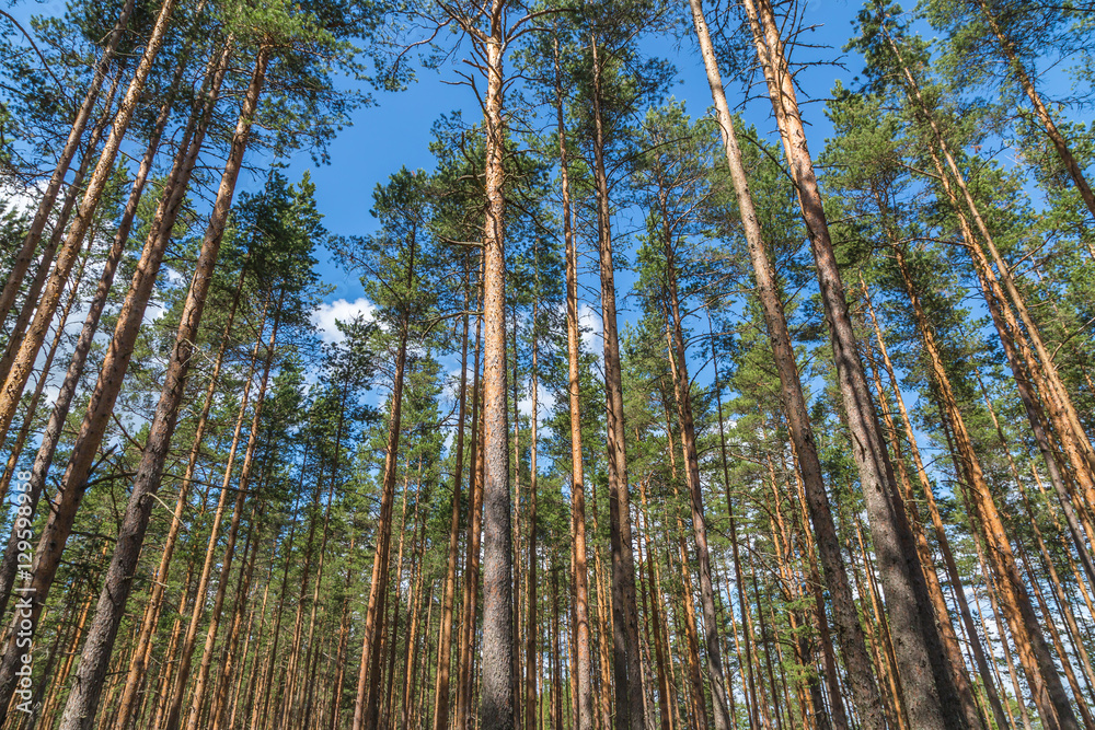 A majestic pine trees growing high in the blue sky A majestic pine trees growing high in the blue sky