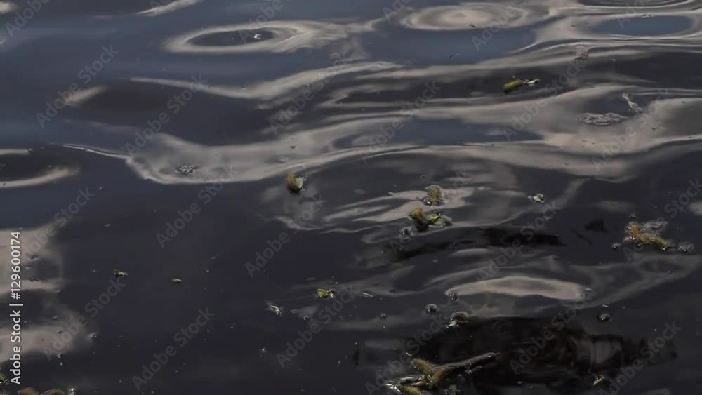 Water ripples and buds in dark water of a pond Water ripples and buds in dark water of a pond