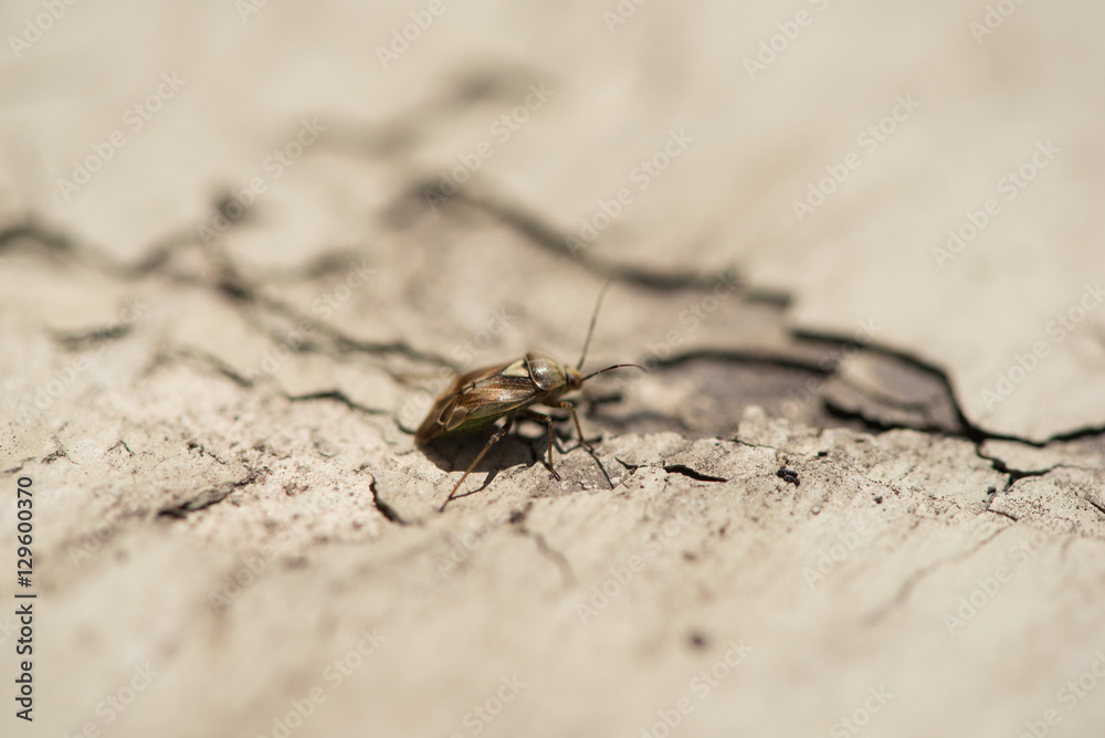 Tiny beetle crawling on old chipped paint close up Tiny beetle crawling on old chipped paint close up
