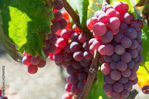 Canvas Print Bunch of red grapes in the vineyard close up