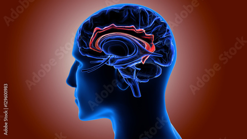 3d illustration Human body brain